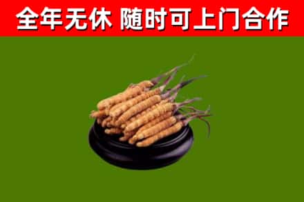 相山回收散虫草